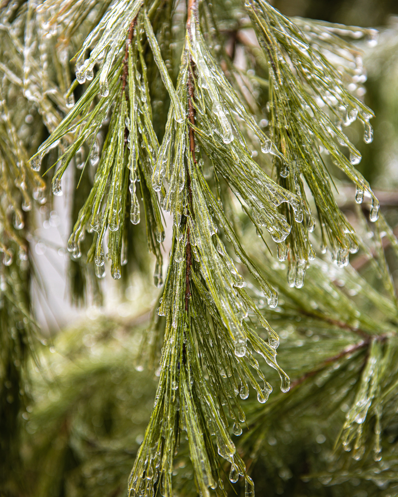 Frozen water over pine leaves.