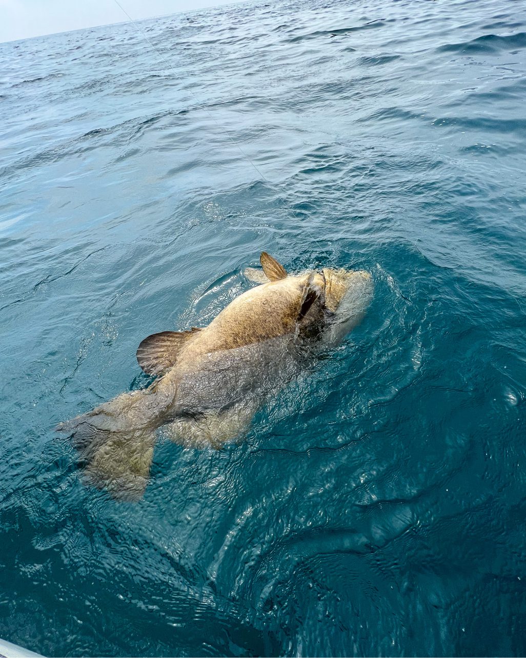 Atlantic Goliath Grouper caught in a fishing line.