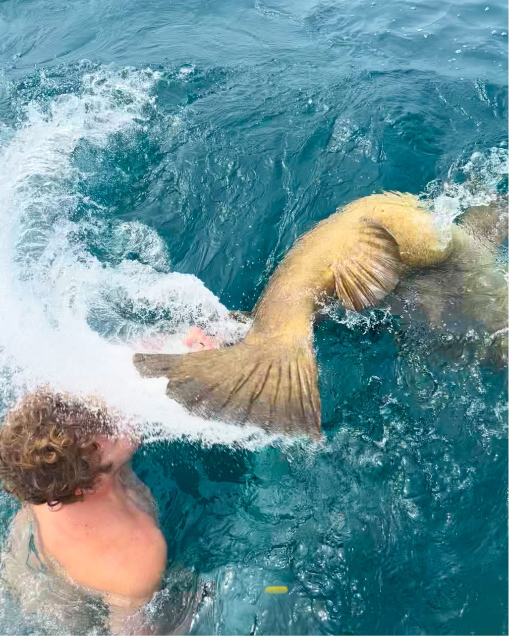 Atlantic Goliath Grouper splashing water at a person's face.