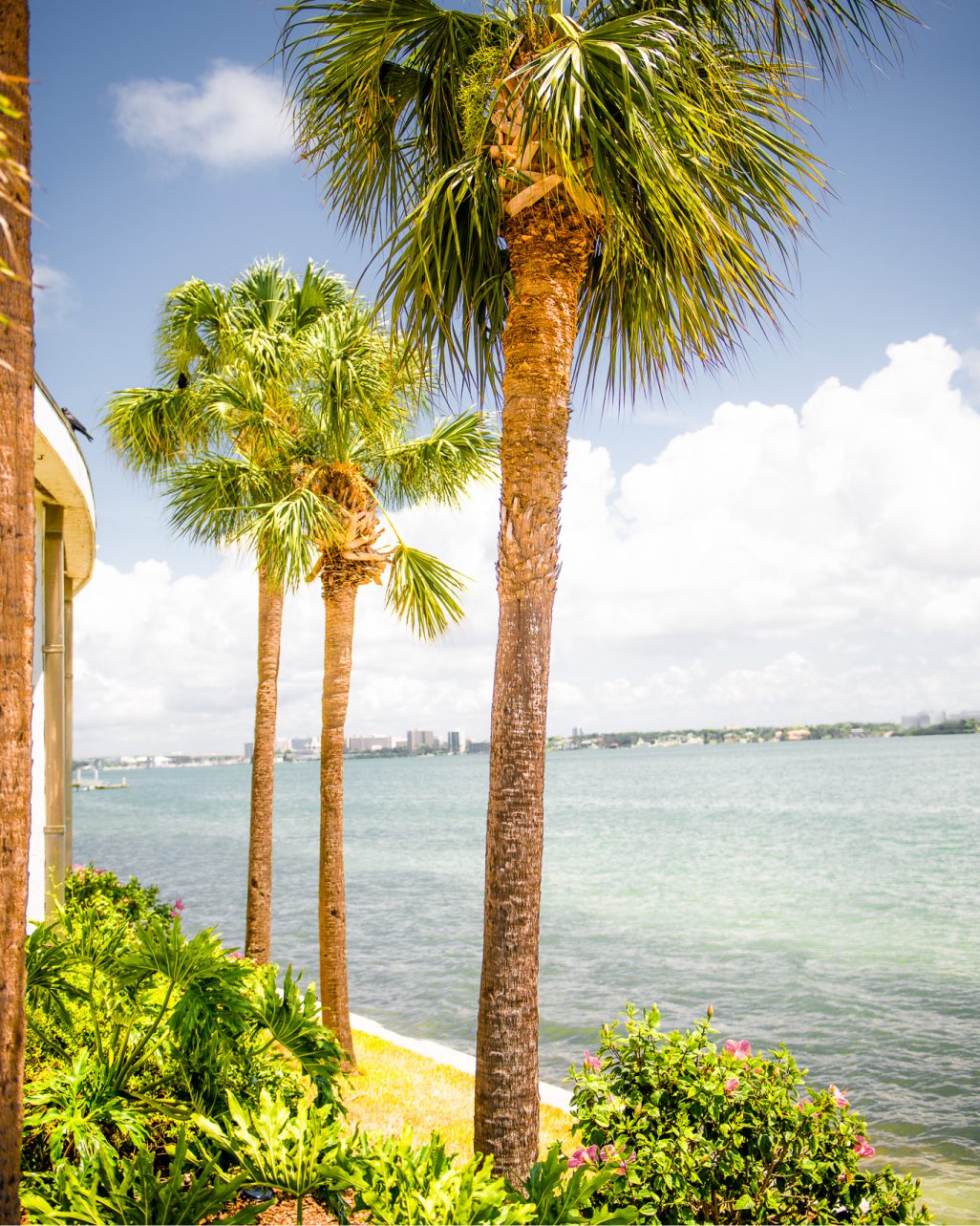 Palm trees in Sandkey in Clearwater, Florida.