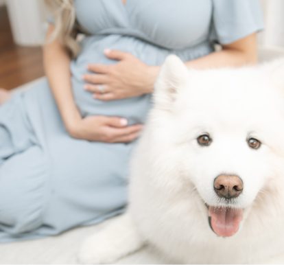 A furry dog lying beside a pregnant woman